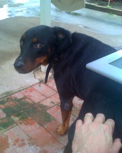 Our Dobermann cross, taken in 2011