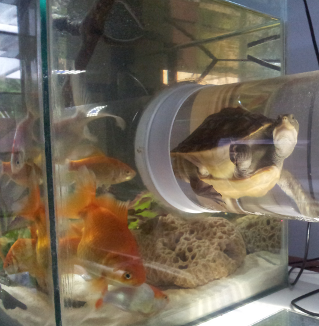 A tortoise crosses between two tanks.